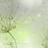 Wandbilder Wohnzimmer XXL Pusteblume Moderne Bild Gräser